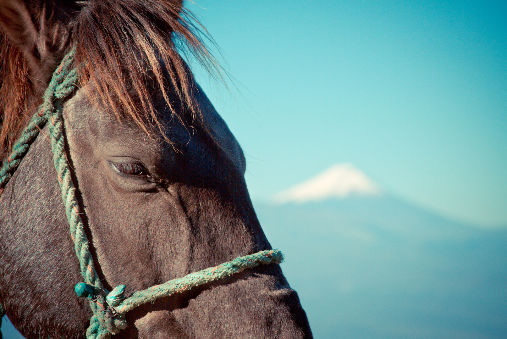 Cheval