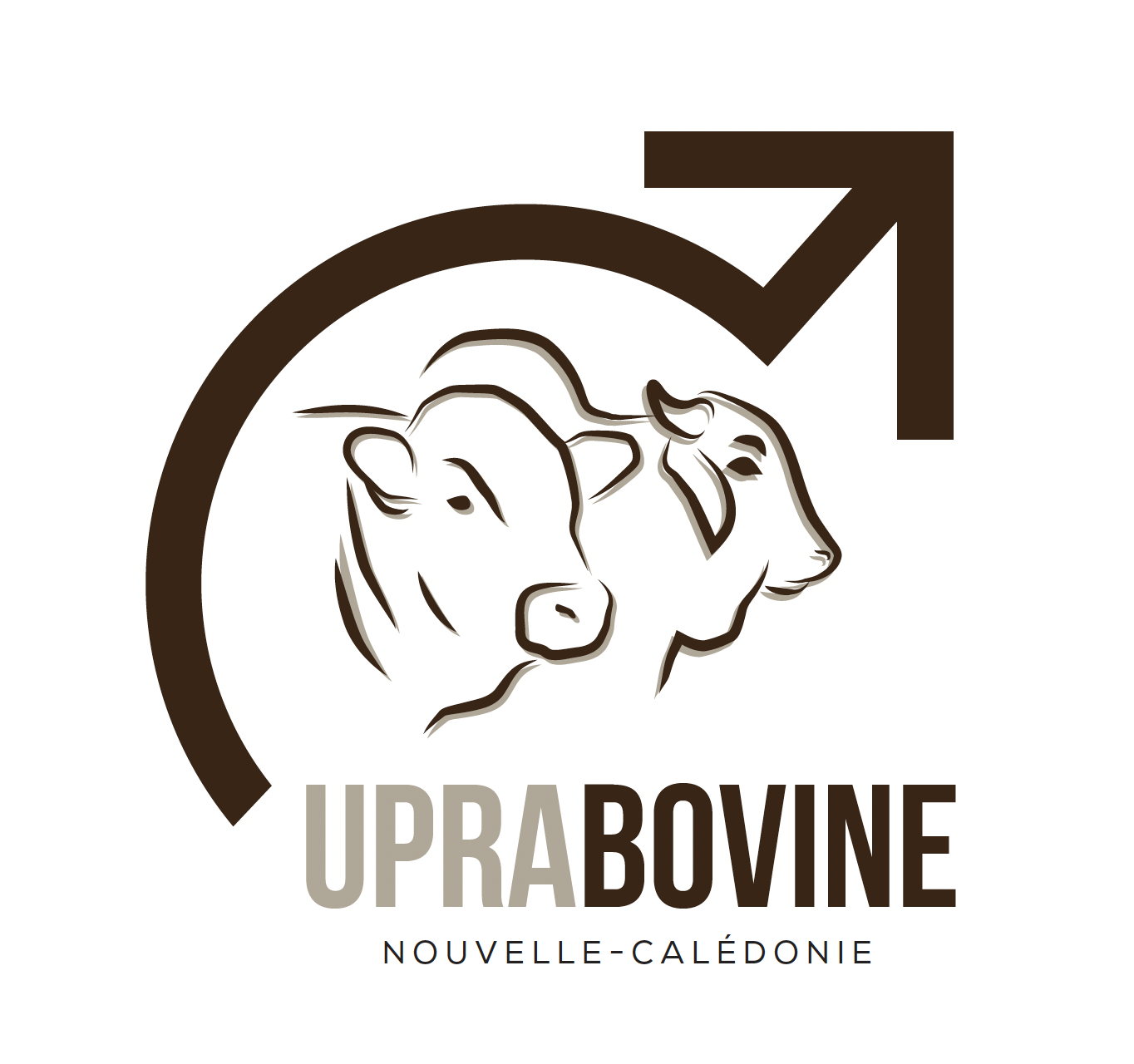 Upra-bovine fond-blanc