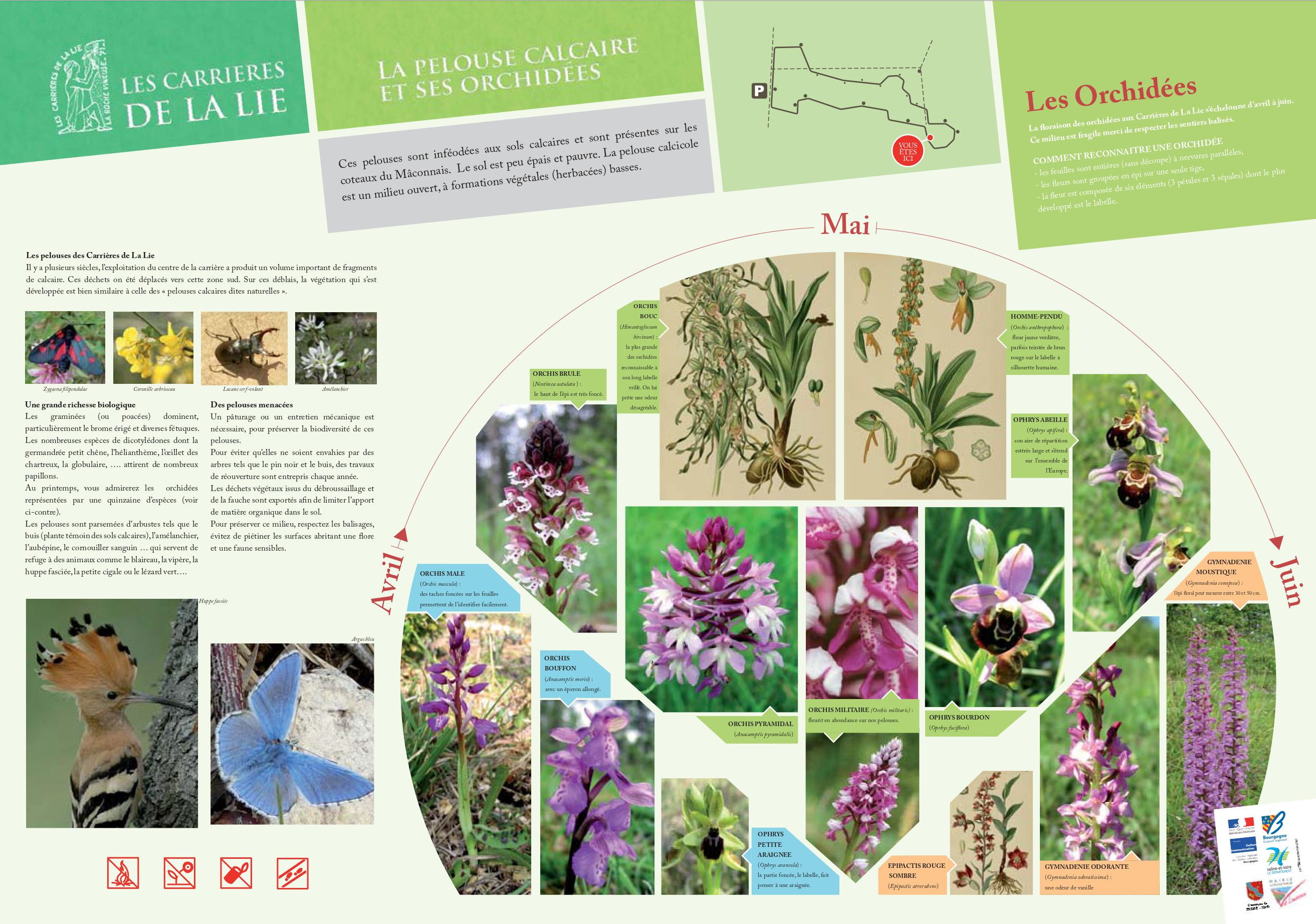 Pelouses calcaire 15