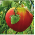 Tomate-cdb-Jerusalem