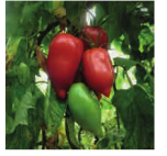 Tomate-des-andes