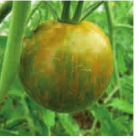 Tomate-green-zebra