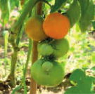 Tomate-Kaki-coing