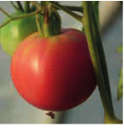 Tomate-rose-de-berne