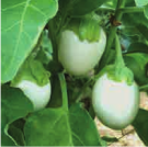 Aubergine-blanche-ronde-a-oeuf