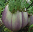 Aubergine-Rotonde-Bianca-di-Sfumata