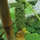 Cornichon-vert-petit-de-paris