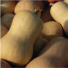 Courge-musquee-butternut
