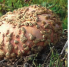 Courge-potiron-galeux-d-eysines