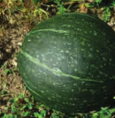 Courge-Kabocha-potiron