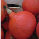 Courge-red-kuri-potimarron