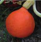 Courge-Solor-Potimarron