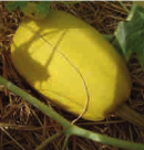 Courge-spaghetti