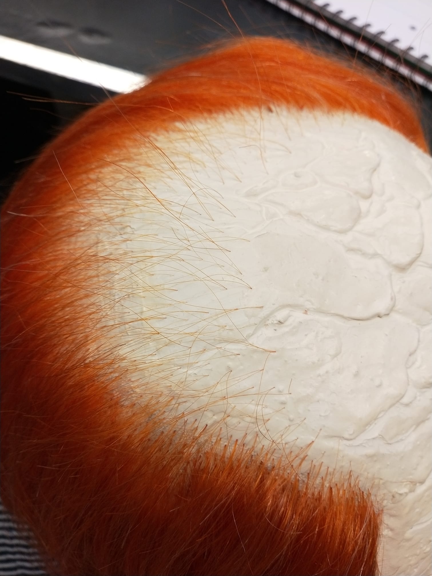 74692543 10214636682727345 4411028809965371392 n copie