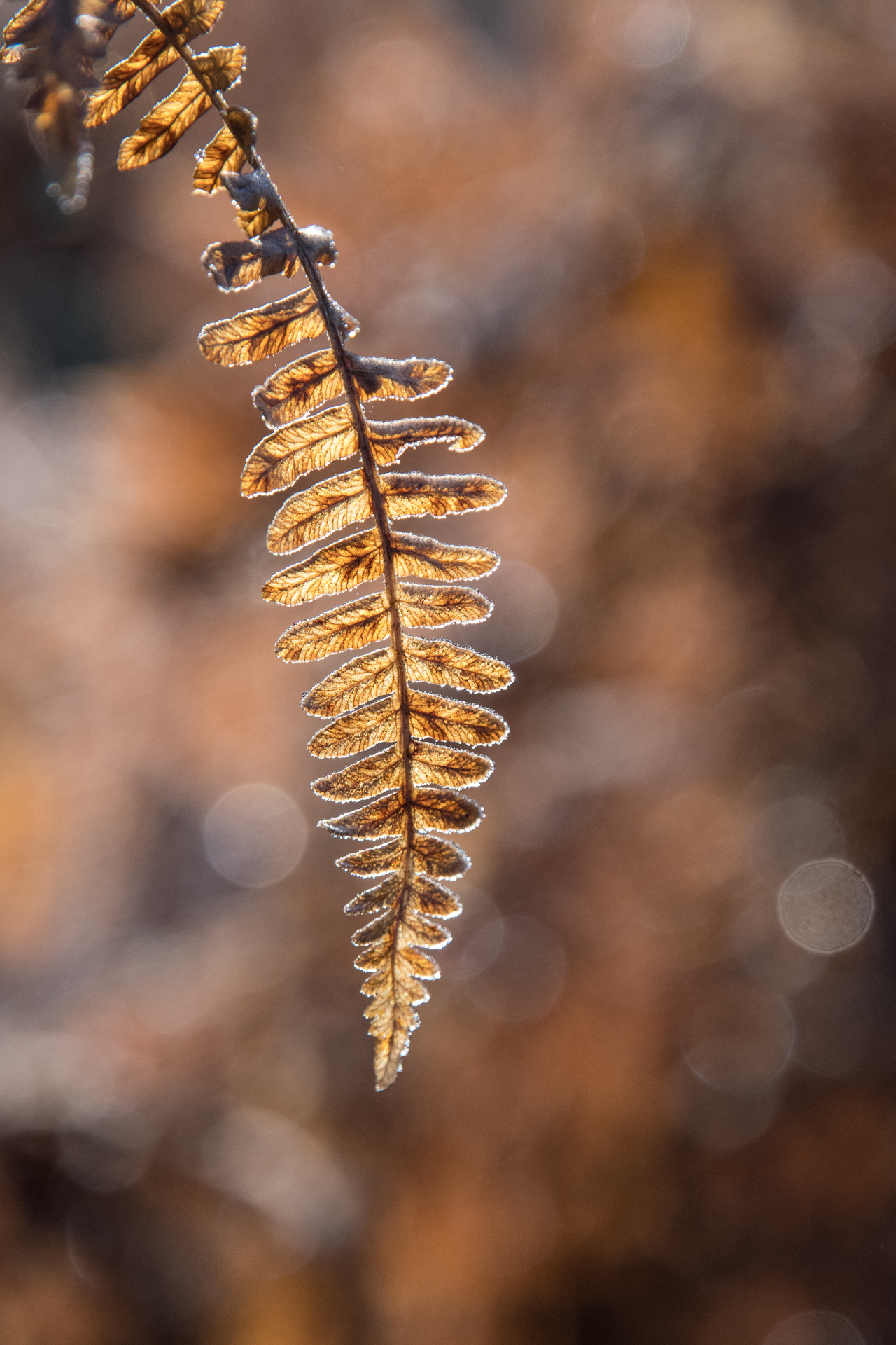 Fouger automne s lebreton