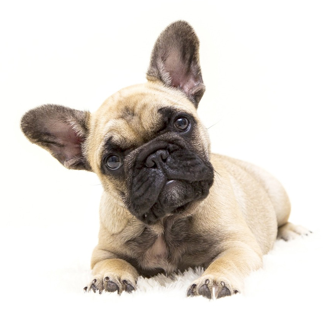 Bouledogue