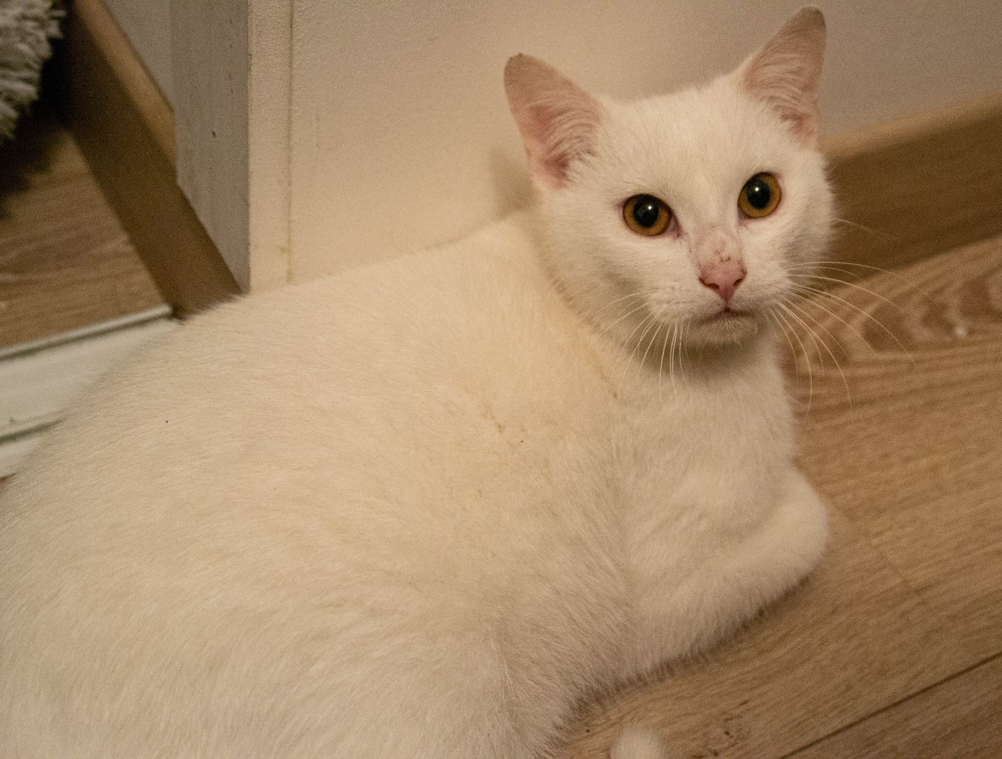 Titus