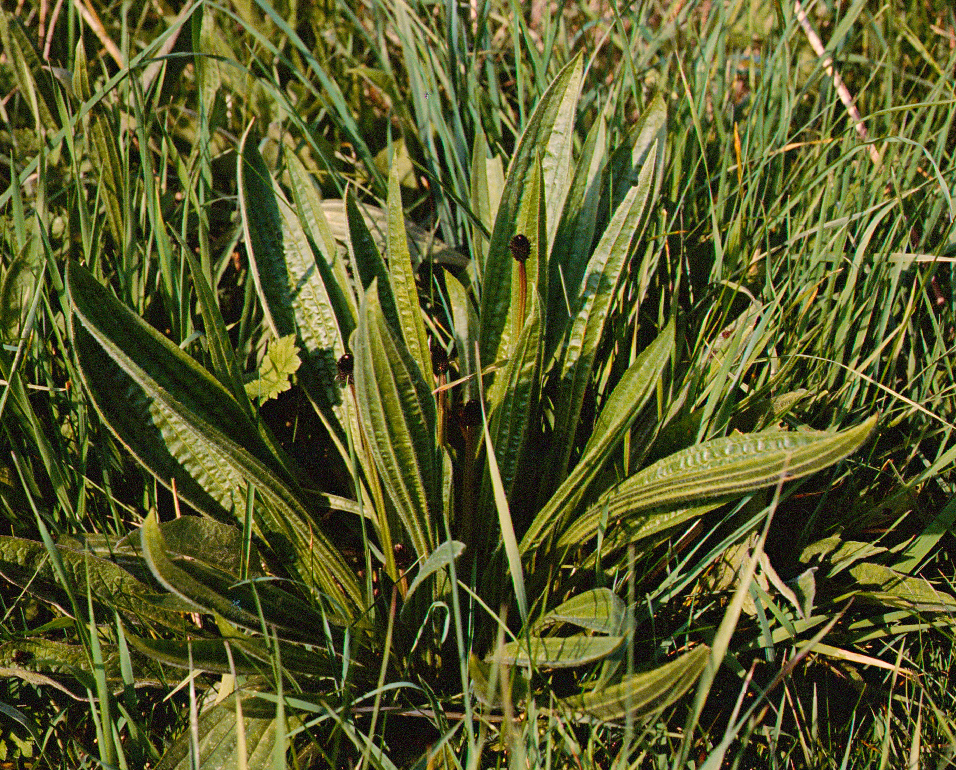 Plantain-lanceole-plante-entiere-Web