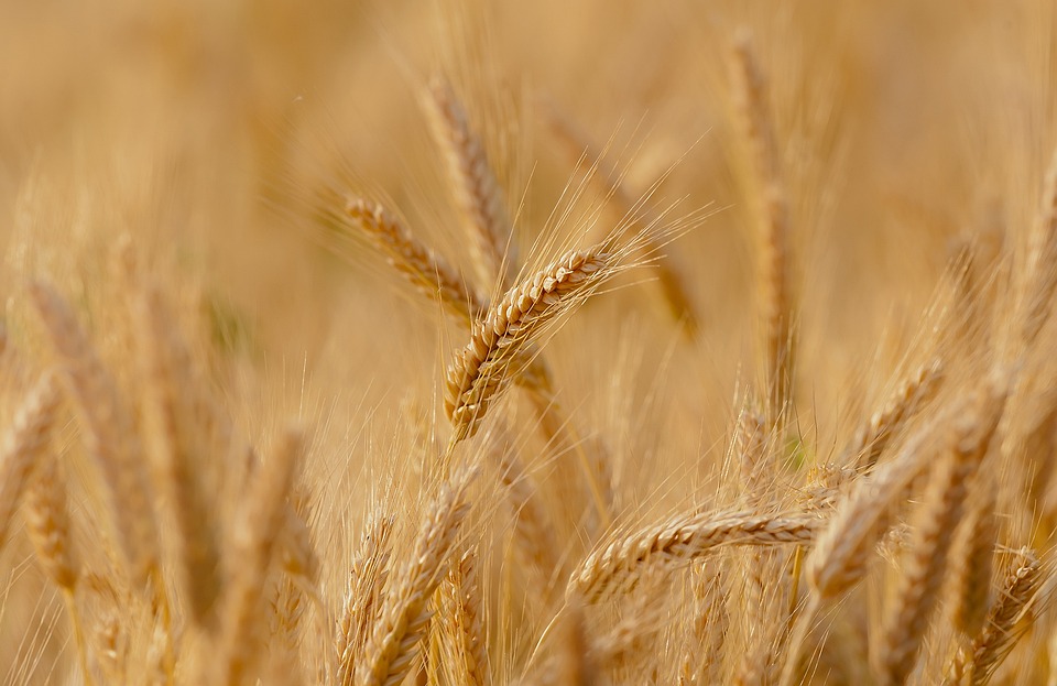 Wheat-3241114 960 720