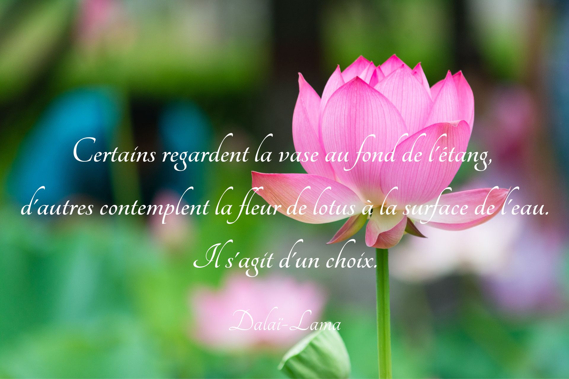 citation bonheur, citation psychologie positive, citation dalai lama