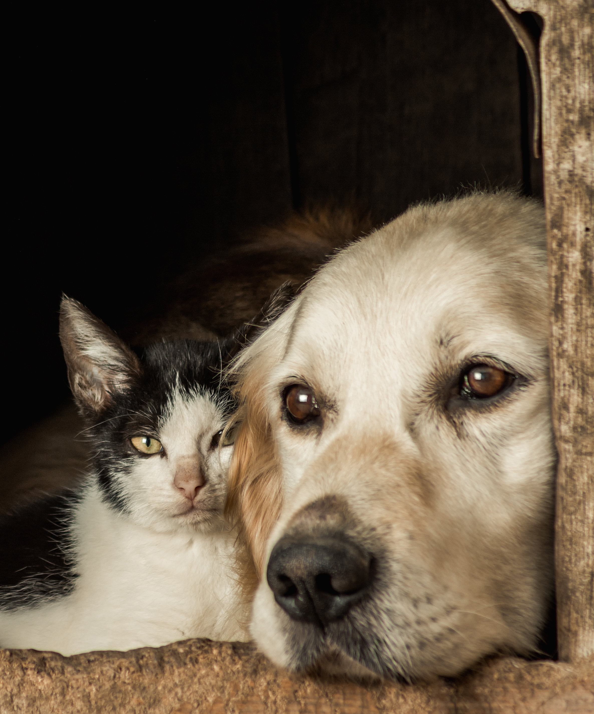 Chien-et-chat-recadre