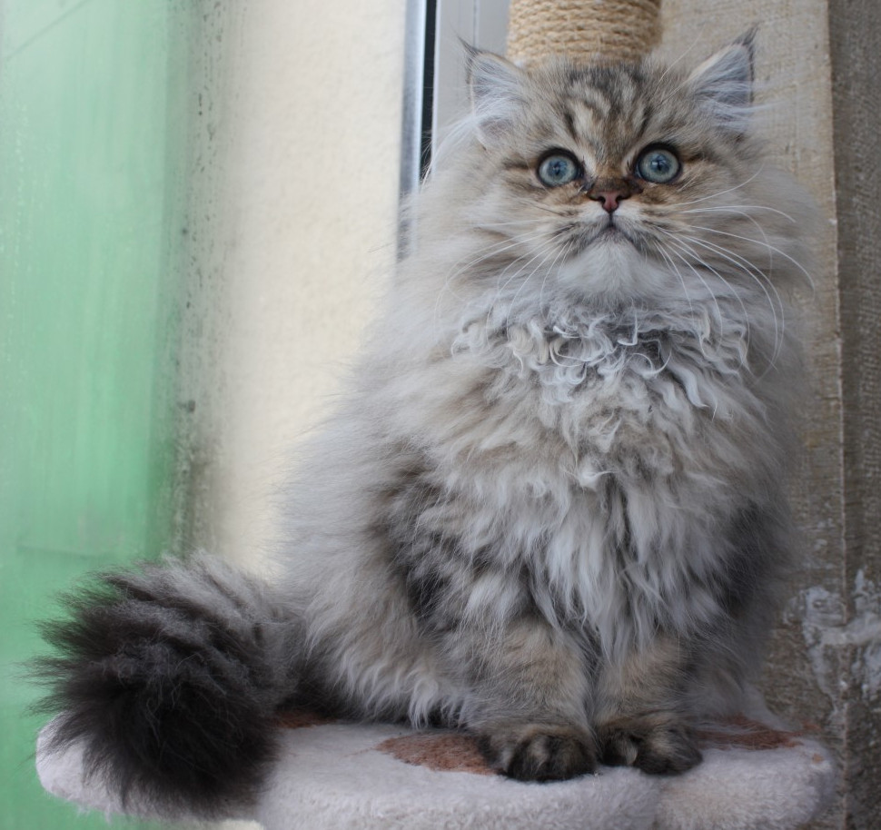 Chat-fin-2021