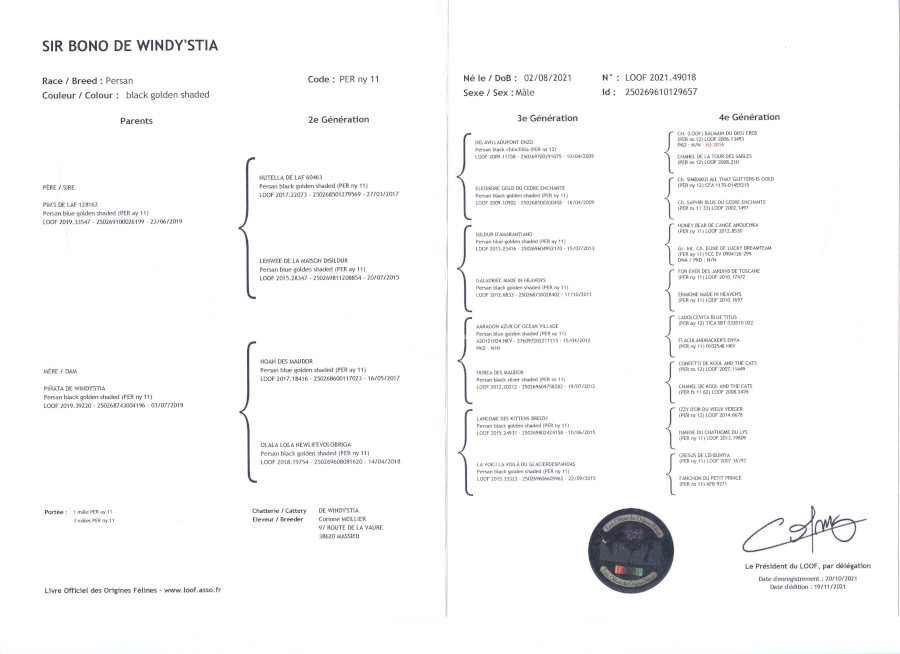Chat-pedigree-de-Sir-Bono-light