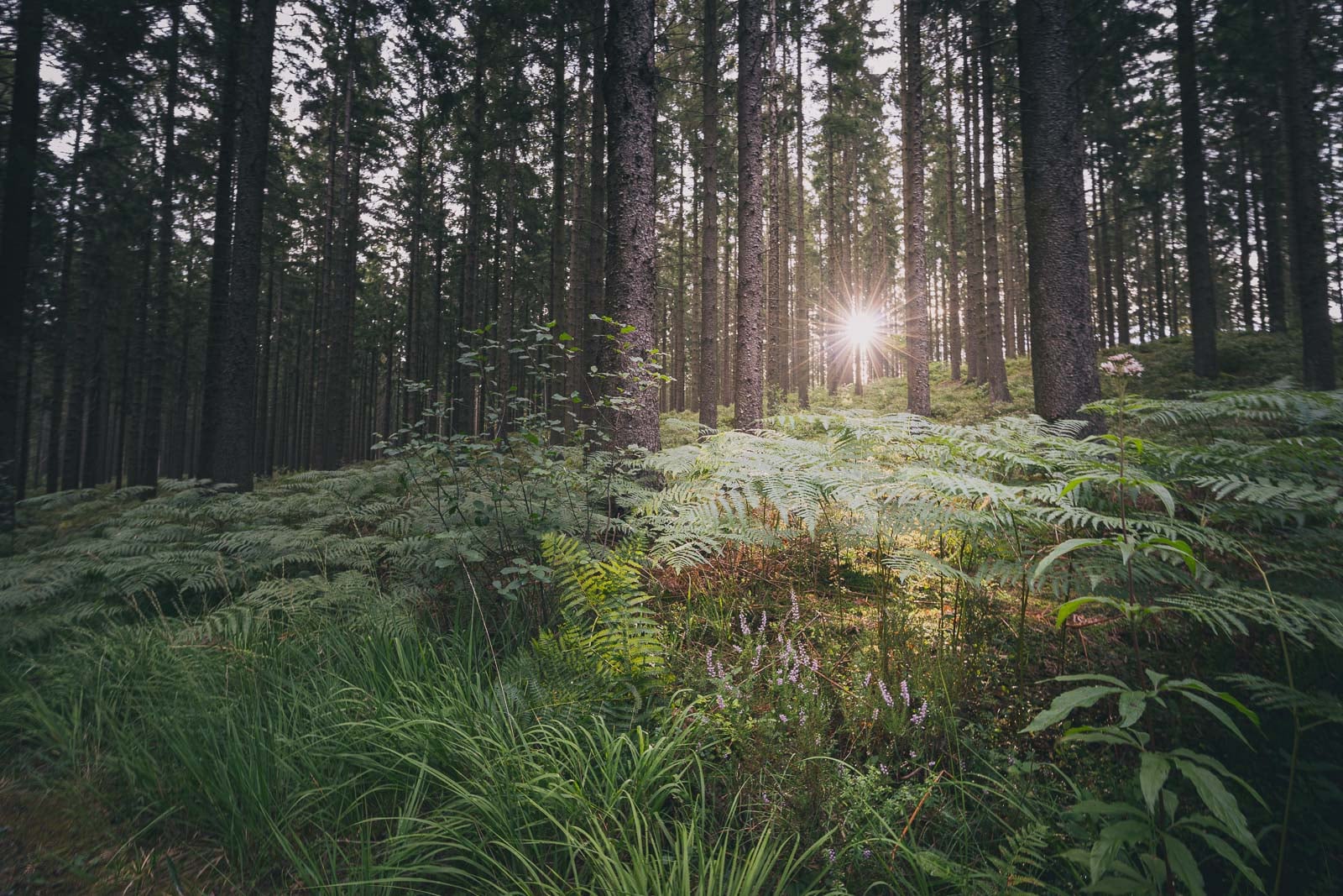 Foret
