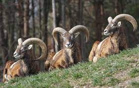 Mouflons