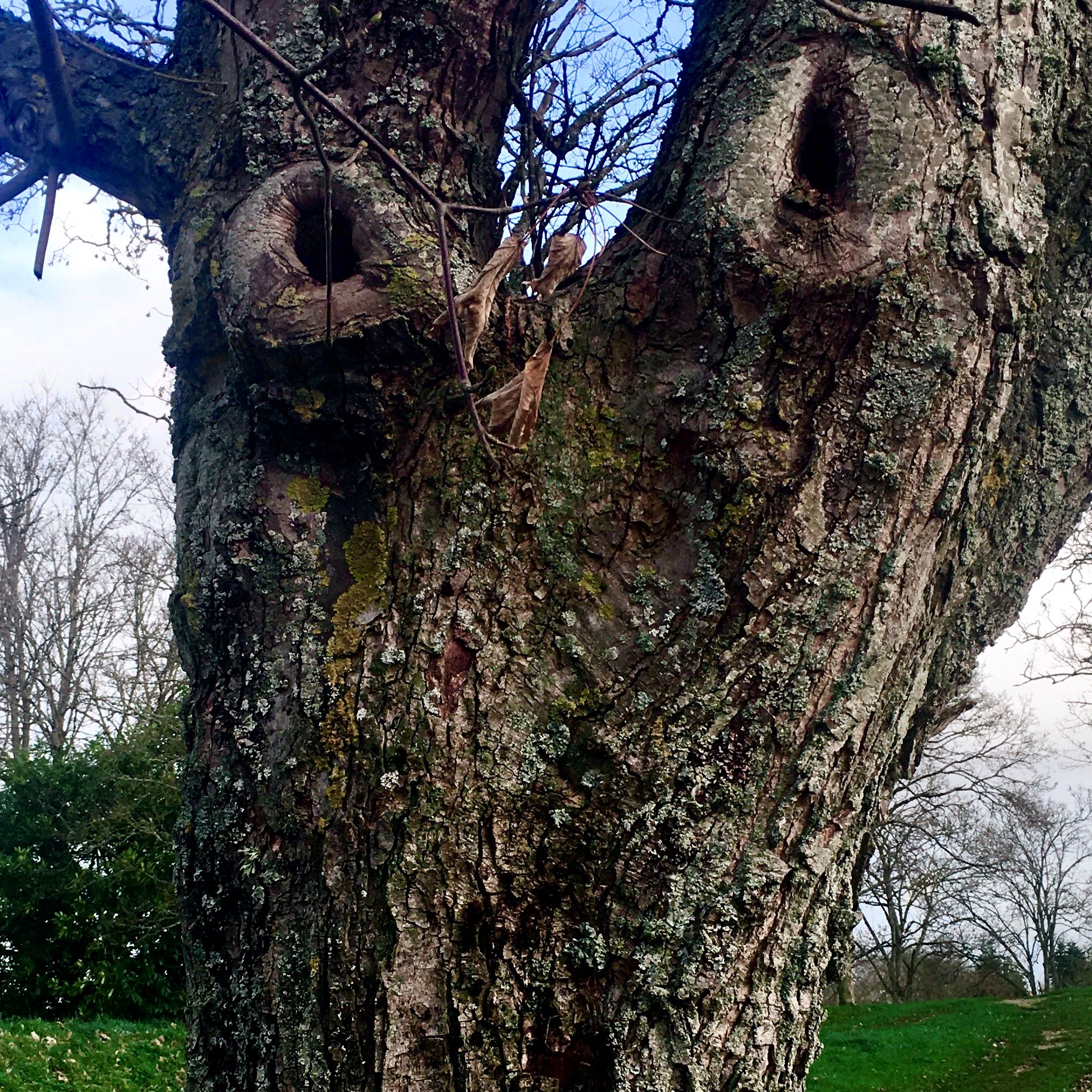 L'Arbre qui Voit tout