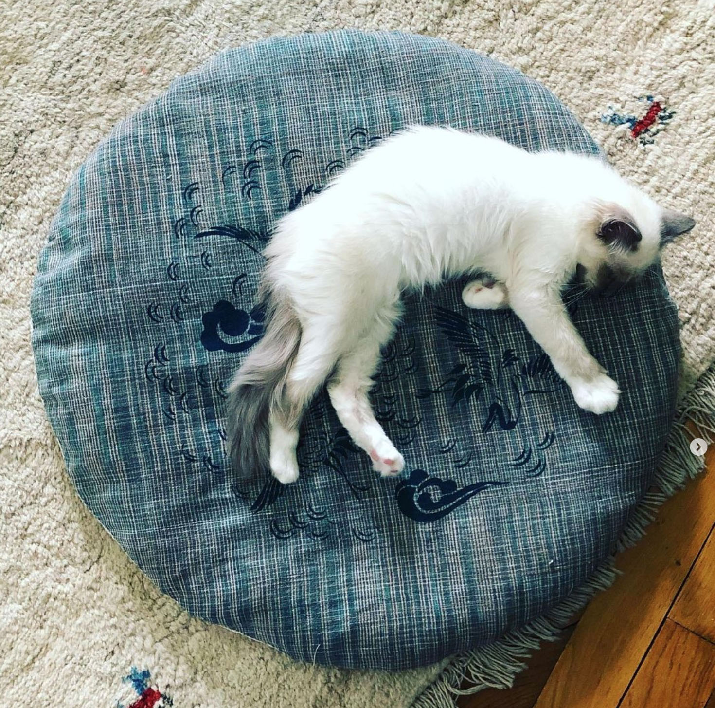 Tapis meditation chat