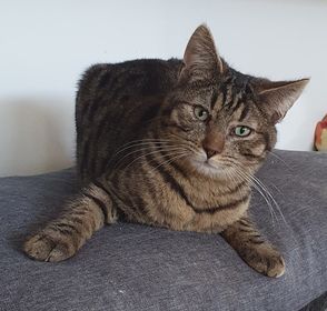 Albert