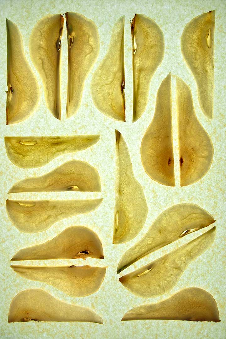 Poires anatomie