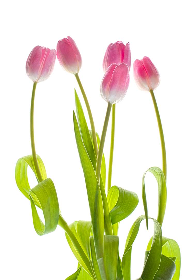 Tulipes roses 1