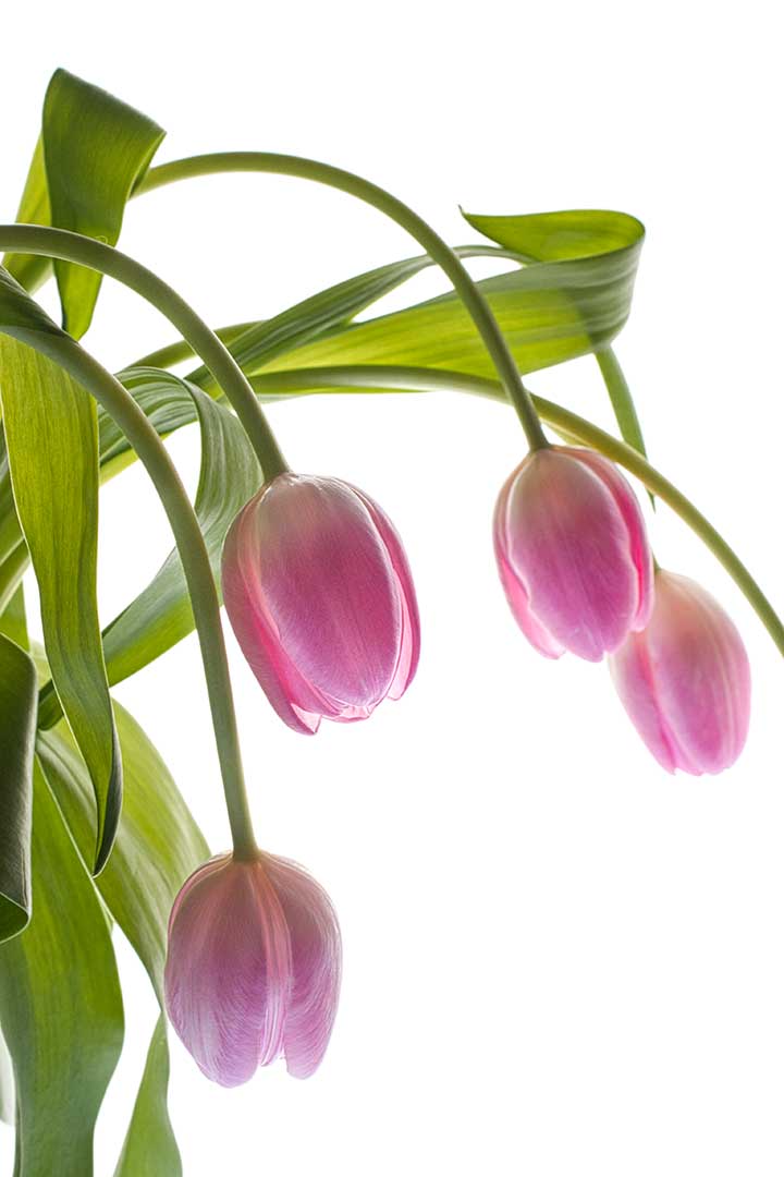 Tulipes roses 2