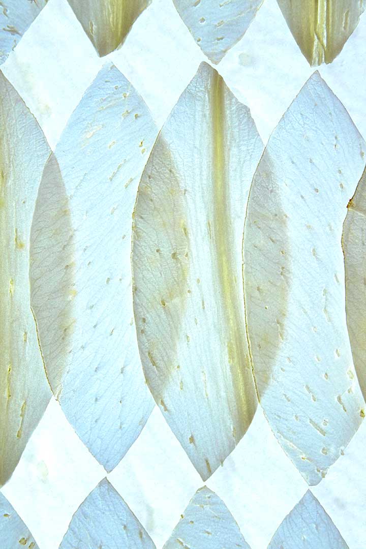Lys blanc copie
