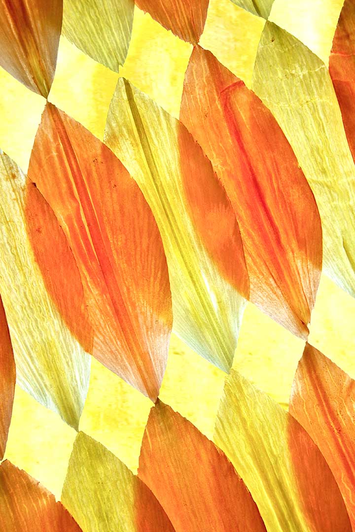 Lys orange et jaune copie