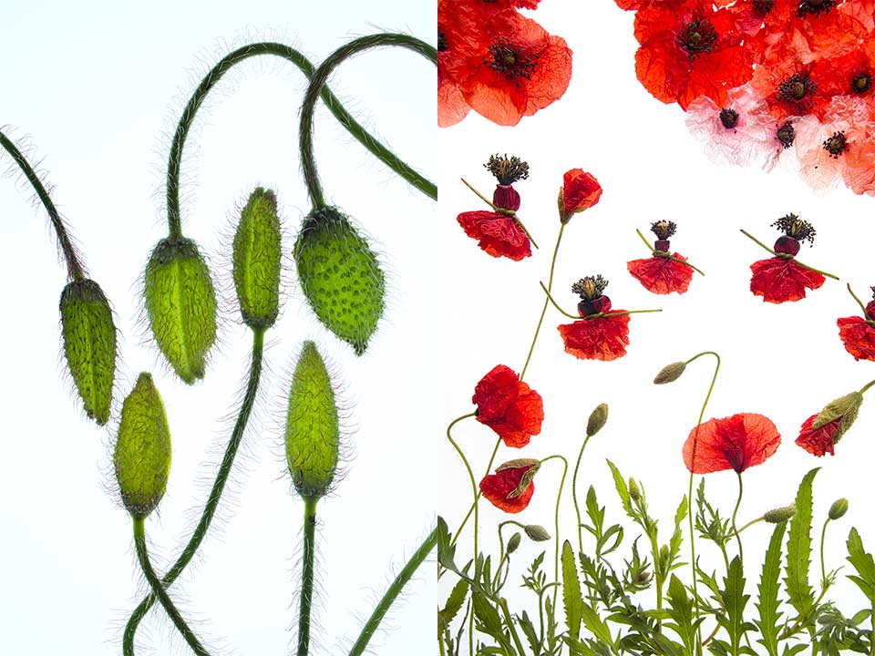 Coquelicots duo copie