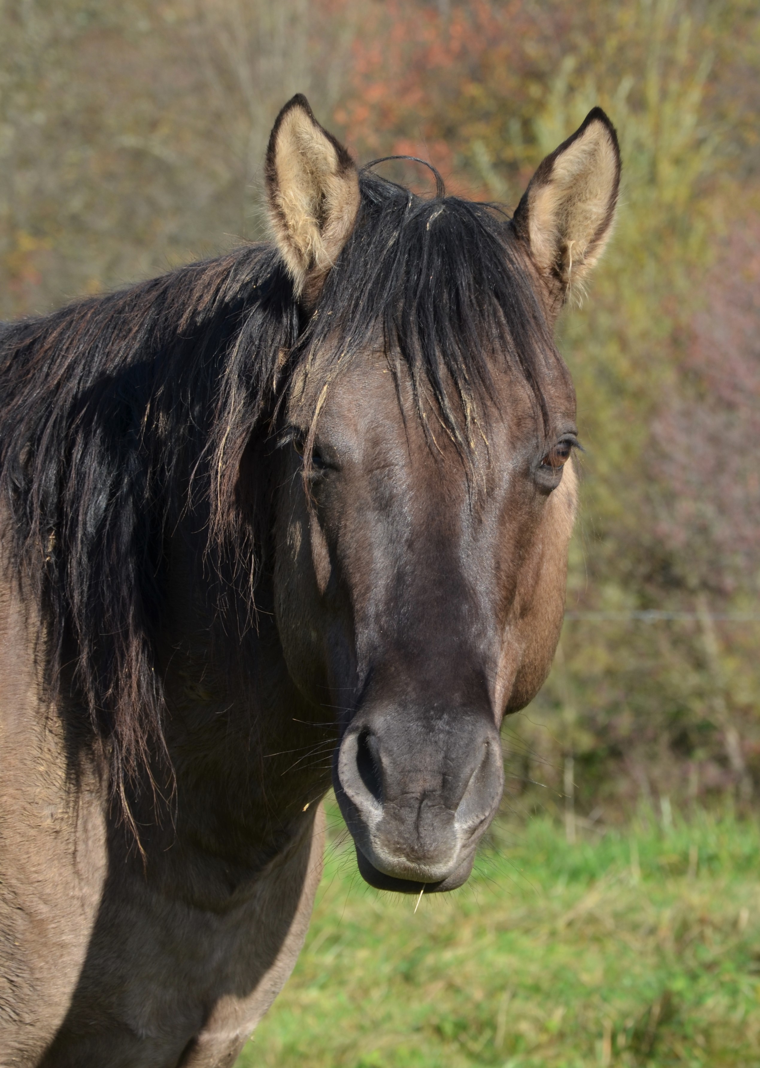 "IAGUO HOLLYWOOD VW" / Quarter Horse Fondation 90% NFQHA / AQHA / étalon / stallion / smoky grullo / silver grulla / ranch / versatility horse ranch cowhorse / FRANCE / FRANCHE COMTE / Baldrock-Ranch