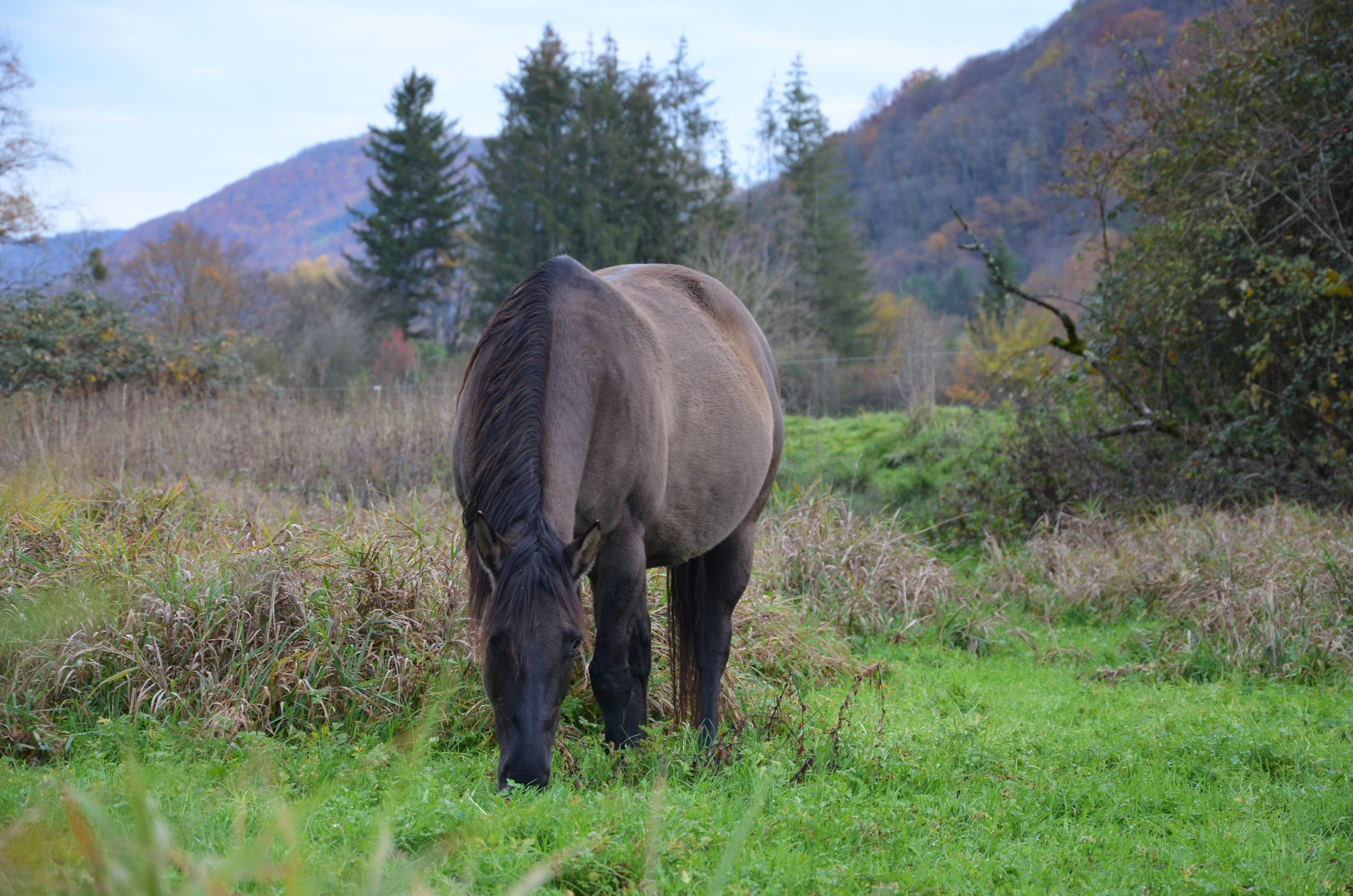 DIAMS JACK BRENNS / Quarter Horse / fondation / foundation / 93% NFQHA / grullo / QH / ranch horse / Franche-Comté / France / élevage Baldrock Ranch