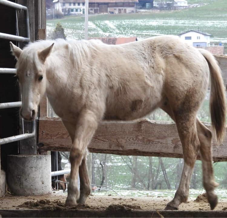 Merlin Hollywoodjack AQHA 