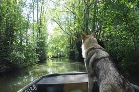 un chien dans une barque visite les hortillonnages