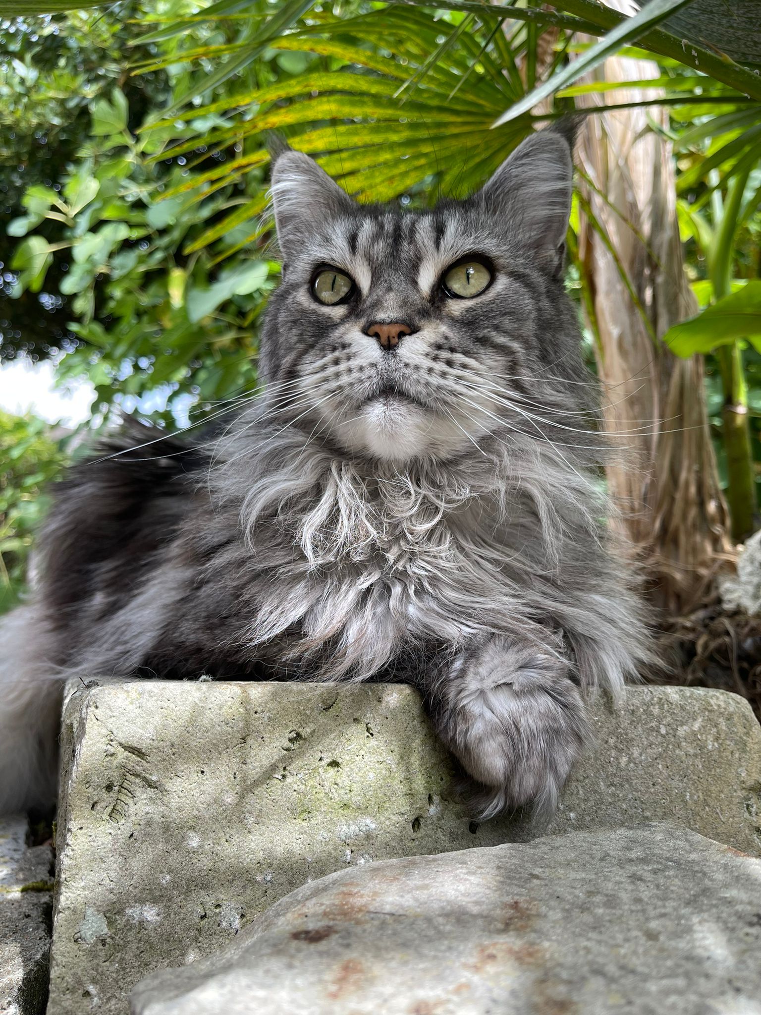 Je vais vous raconter l’incroyable histoire de Fiona (chat Maine Coon) !!! 
