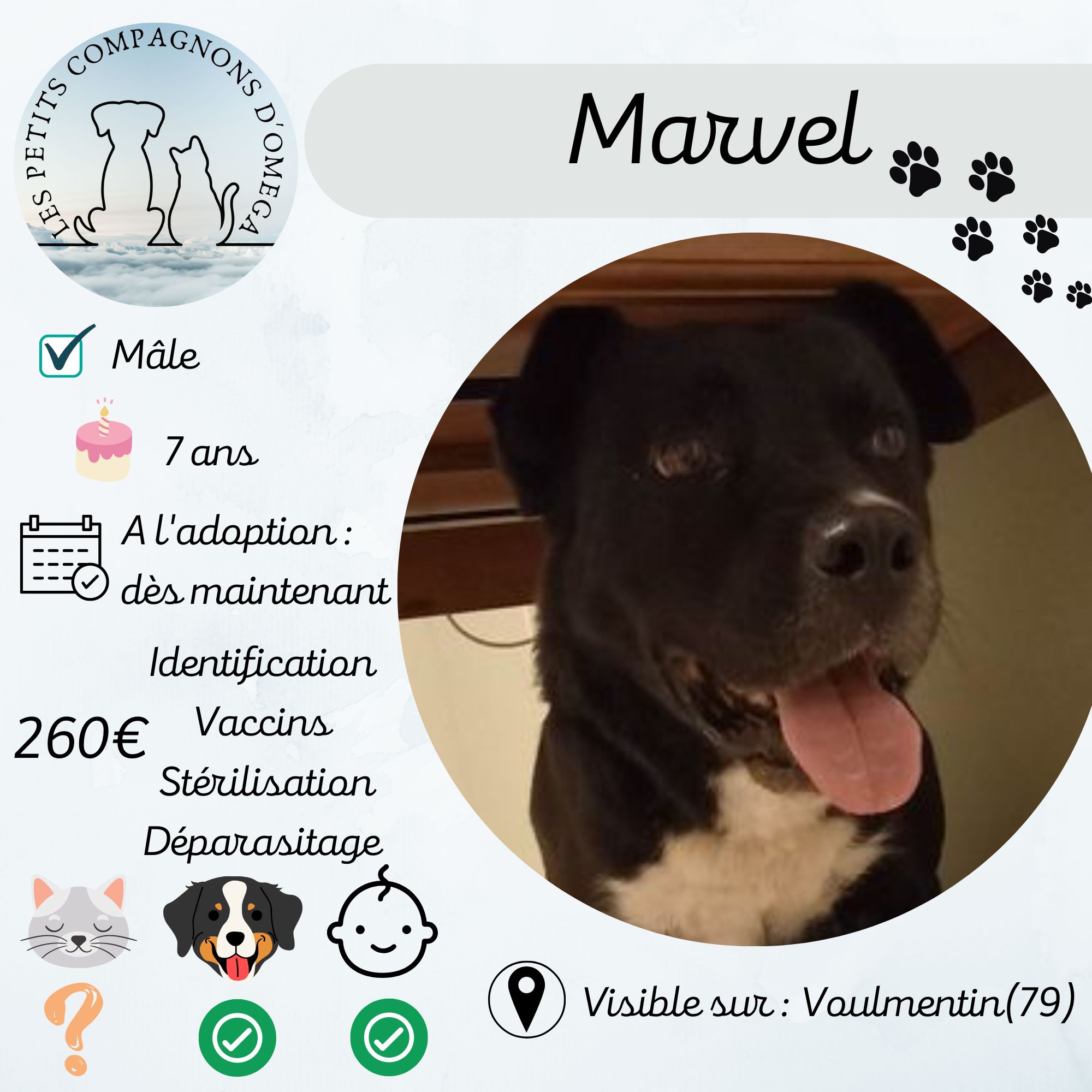 Fiche chat a l adoption 6 