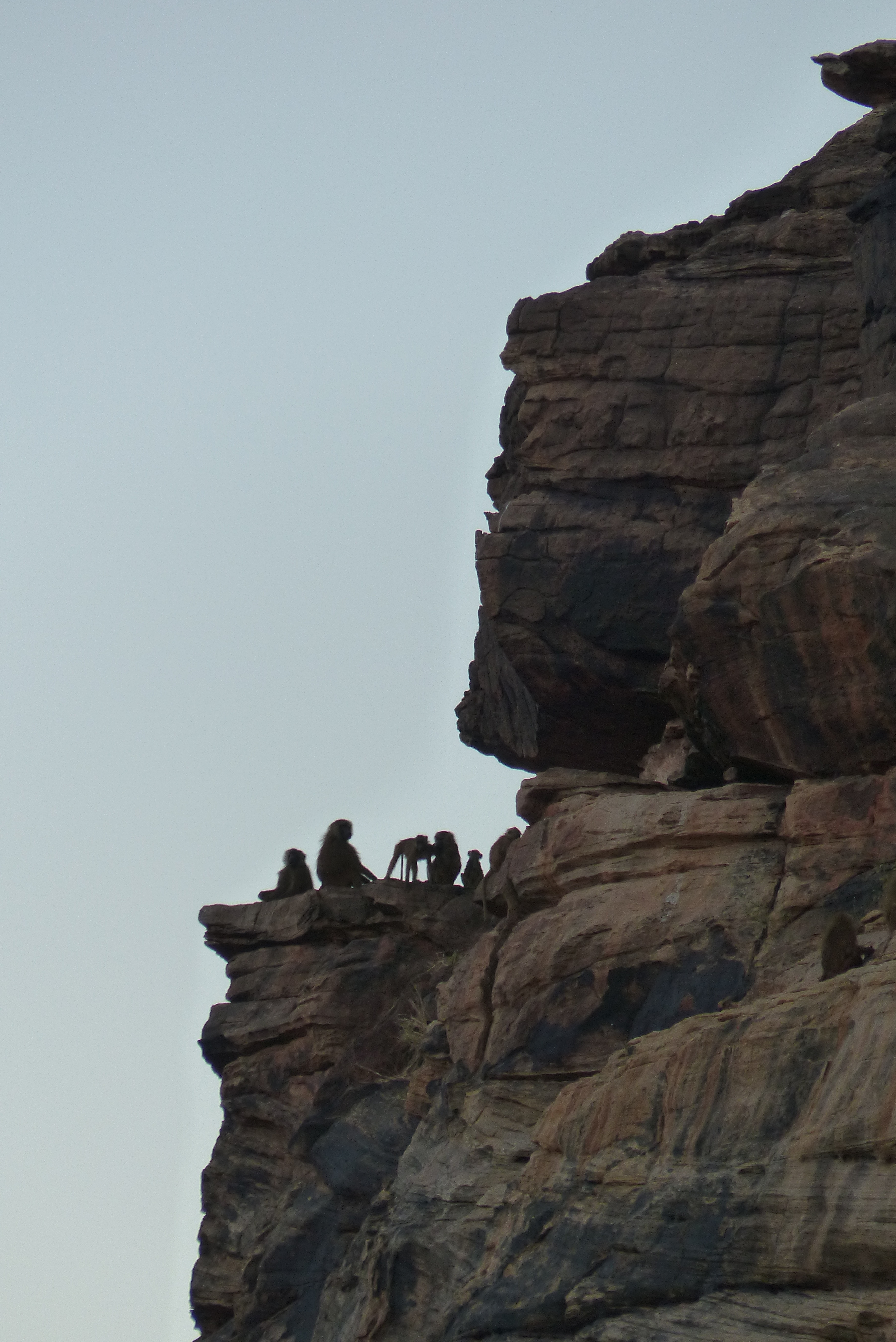 Singes-contre-jour-2