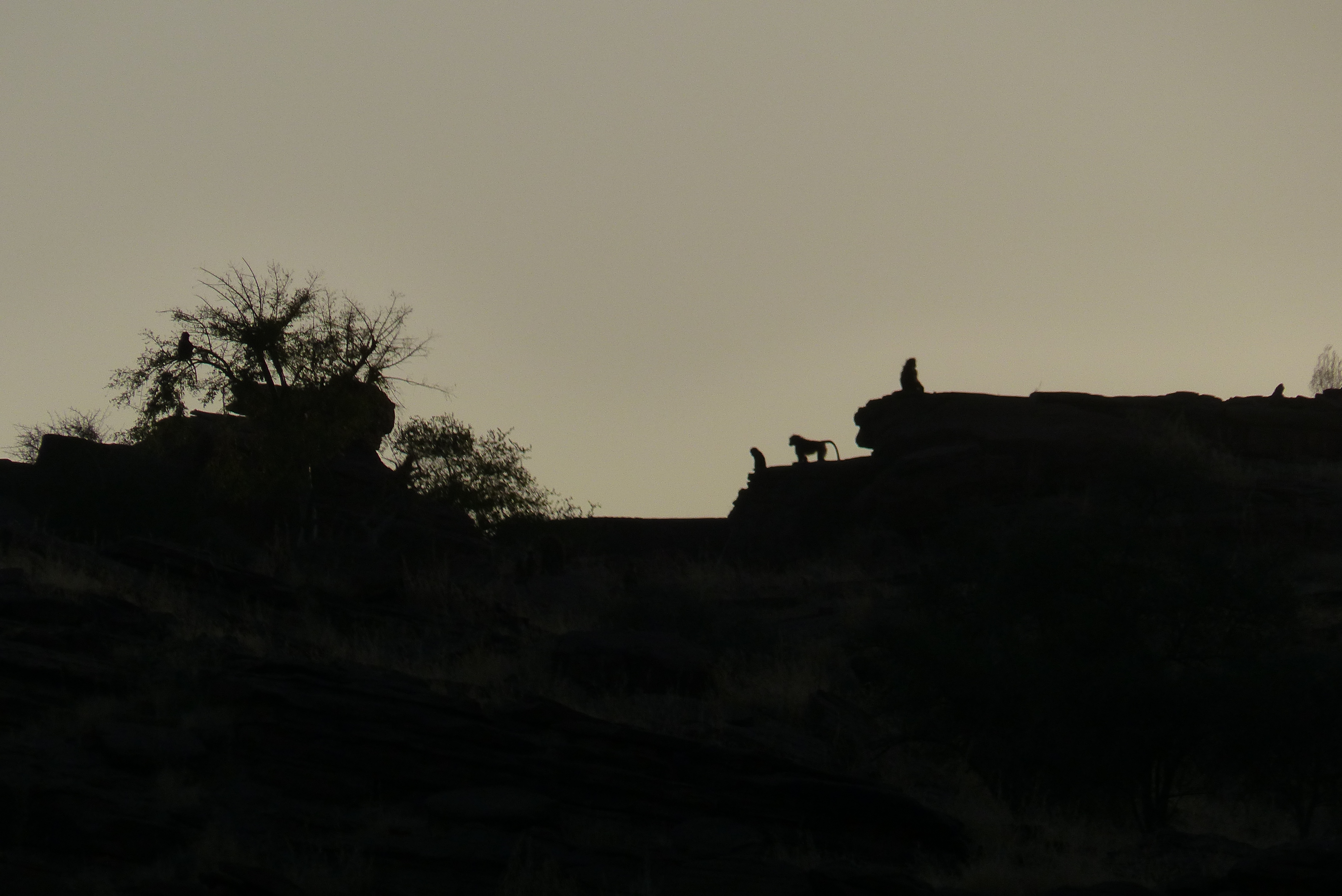 Singes contre jour