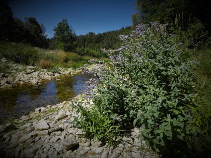 photo site Evelyne Chotteau rivière et plantes livres fantasy Le Bracelet de pouvoir magie nature voyages aventures quete personnages héroïques sabre combat