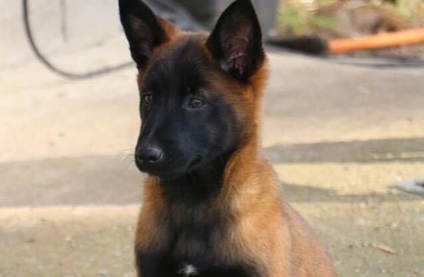 Chiot