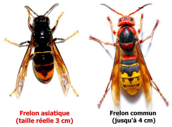Frelons