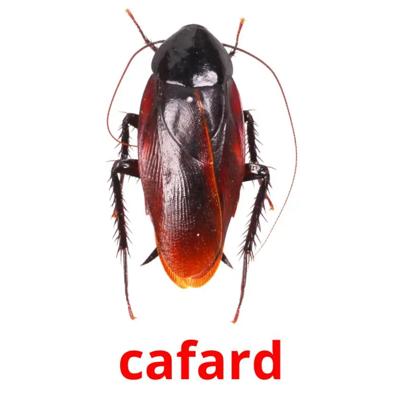 Cafard